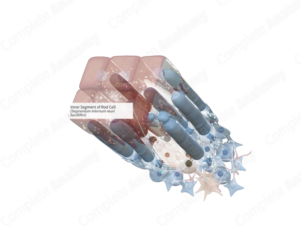 Inner Segment of Rod Cell