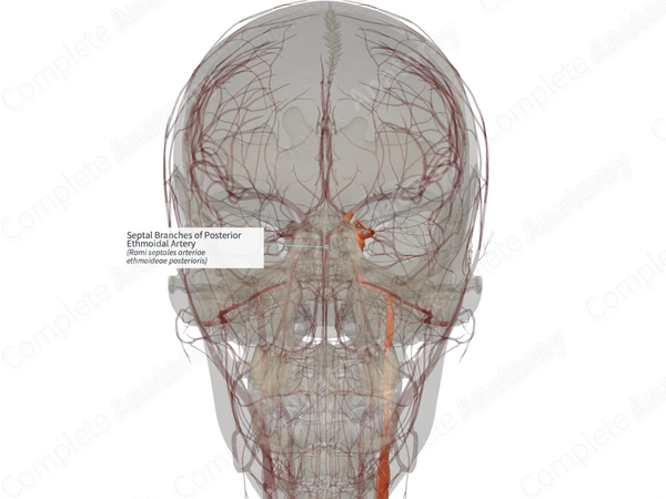 Septal Branches of Posterior Ethmoidal Artery (Right)