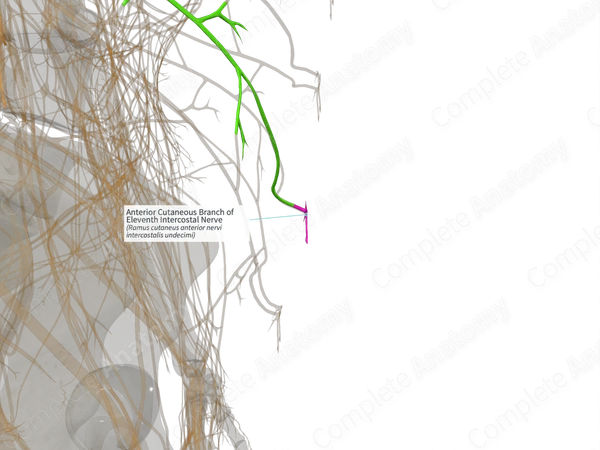 Anterior Cutaneous Branch of Eleventh Intercostal Nerve (Left)