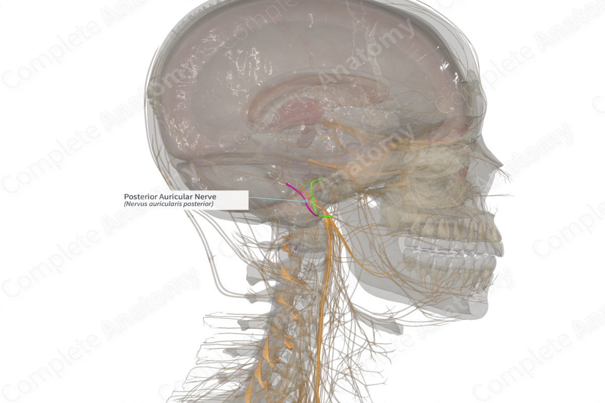 Posterior Auricular Nerve (Right)
