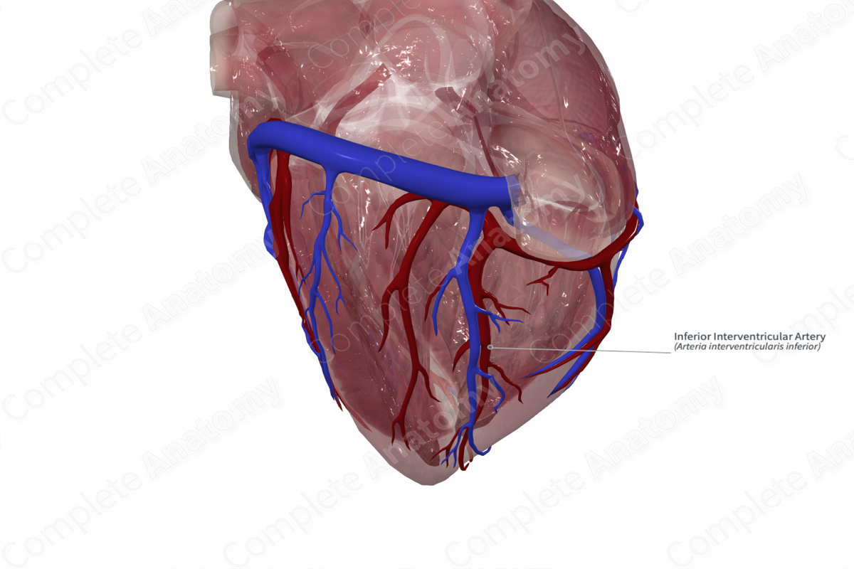 Inferior Interventricular Artery