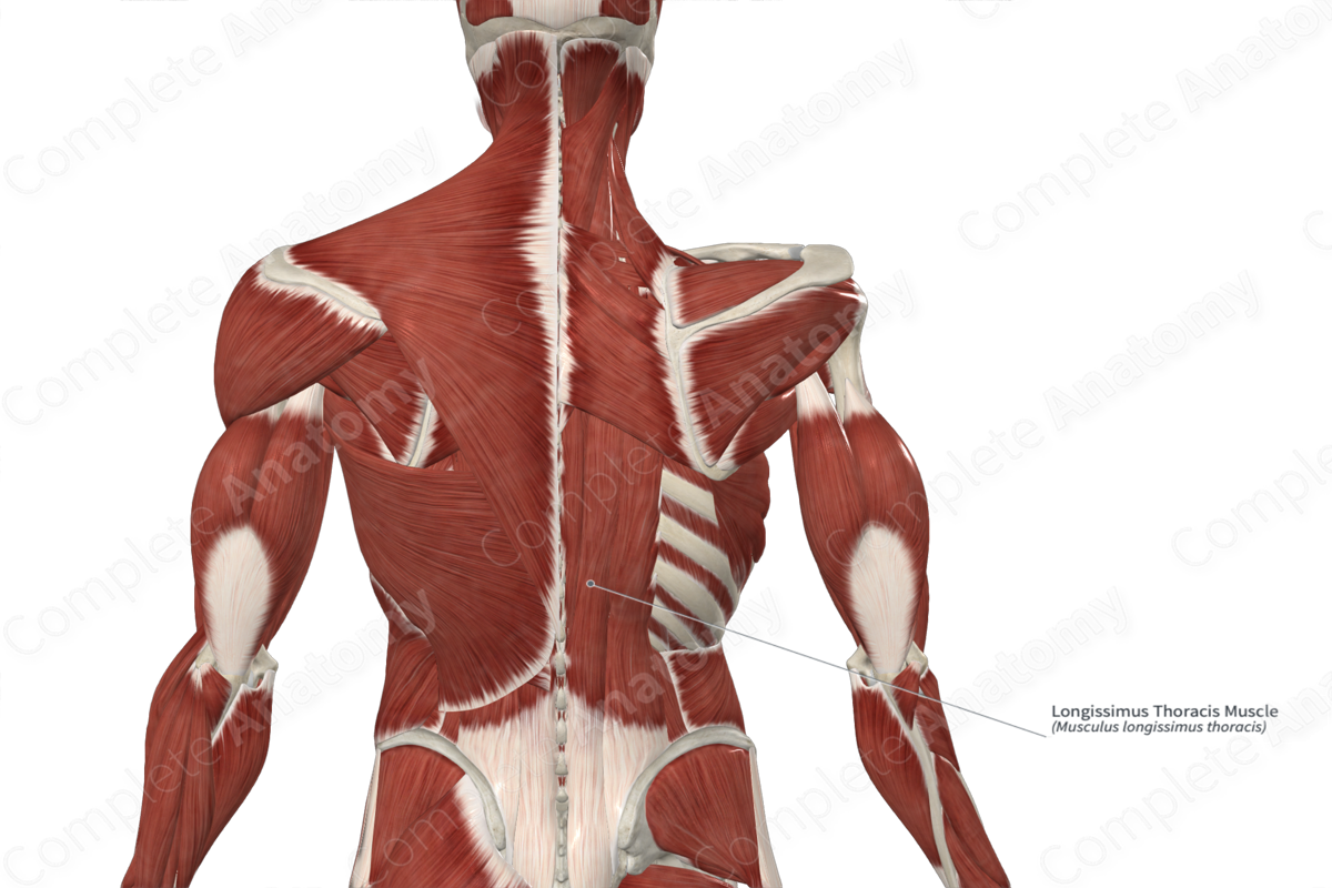 Longissimus Thoracis Muscle 