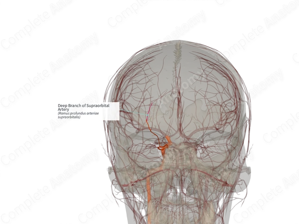 Deep Branch of Supraorbital Artery (Right)