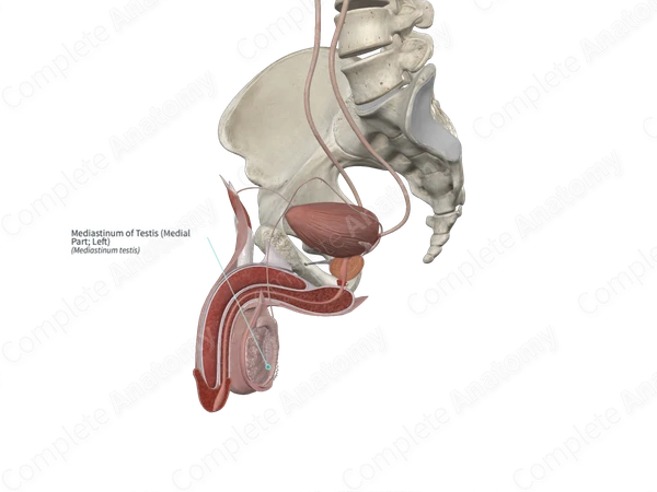 Mediastinum of Testis (Medial Part; Left)