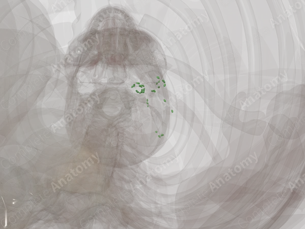 Lateral Cervical Nodes (Left)