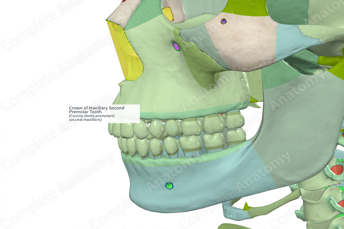 maxillary second premolar