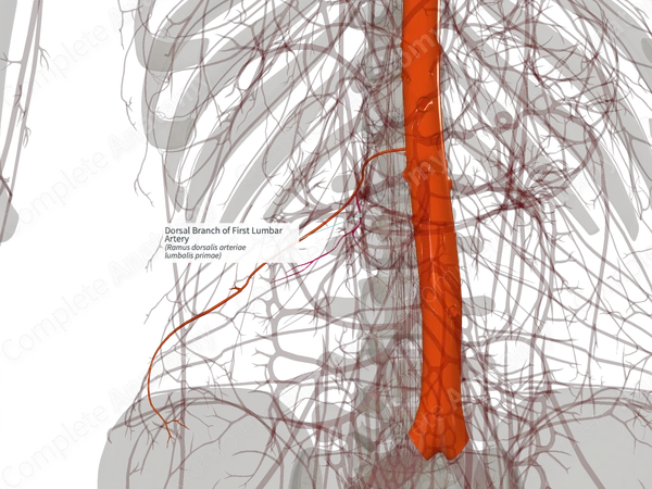 Dorsal Branch of First Lumbar Artery (Left)