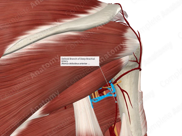 Deltoid Branch of Deep Brachial Artery