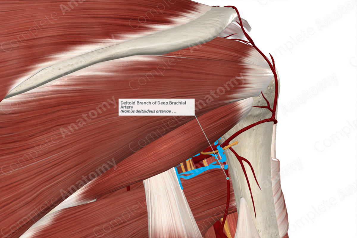 Deltoid Branch of Deep Brachial Artery 