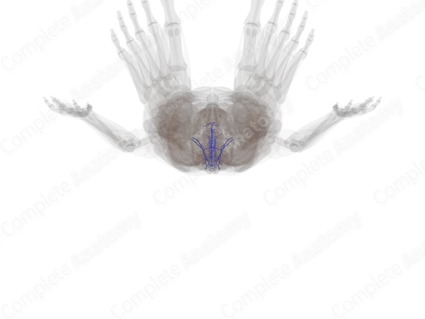 Veins of Vertebral Column