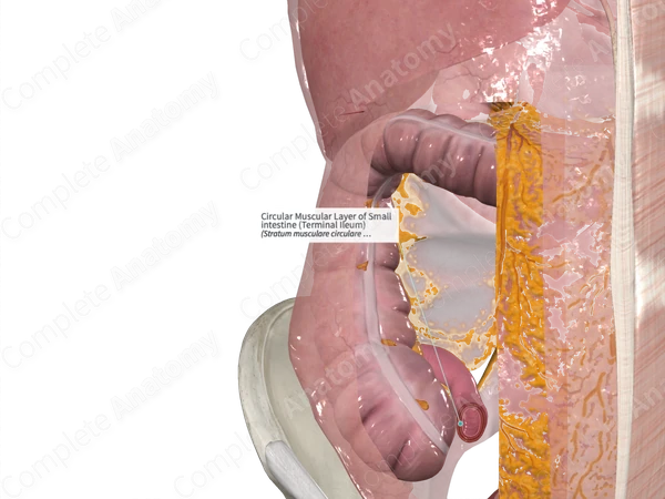 Circular Muscular Layer of Small intestine (Terminal Ileum)