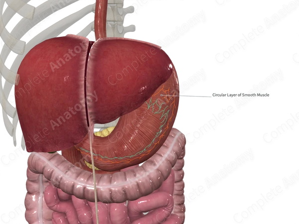 Circular Muscular Layer of Stomach (Anterior)