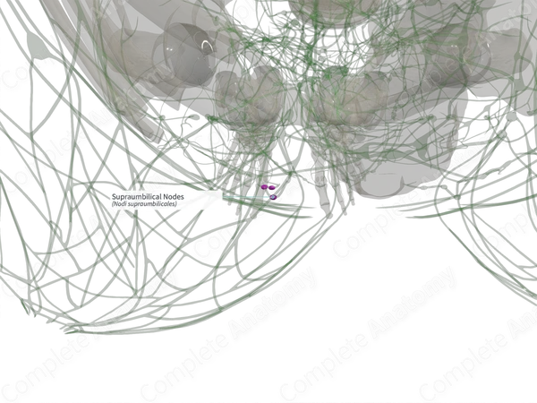 Supraumbilical Nodes (Left)