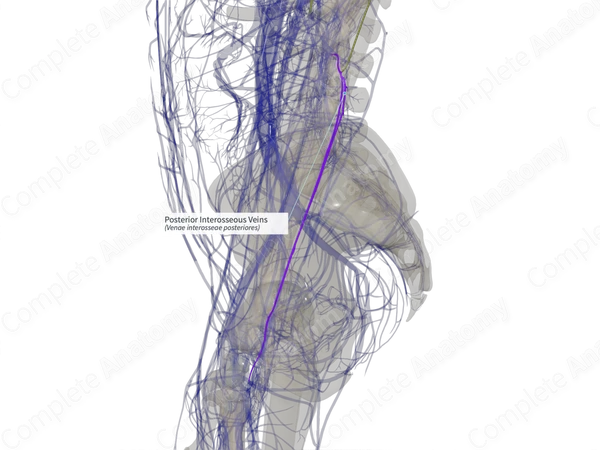 Posterior Interosseous Veins (Left)