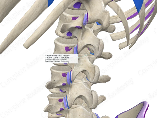 Superior Articular Facet of Second Lumbar Vertebra (Left)