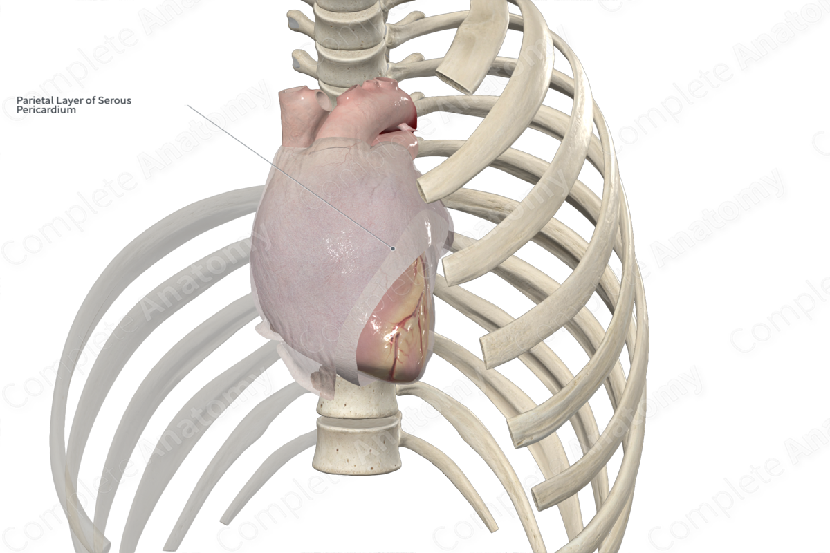 Parietal Layer of Serous Pericardium