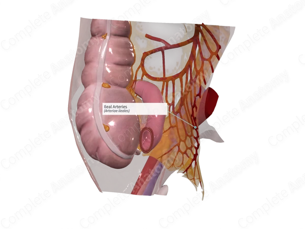 Ileal Arteries