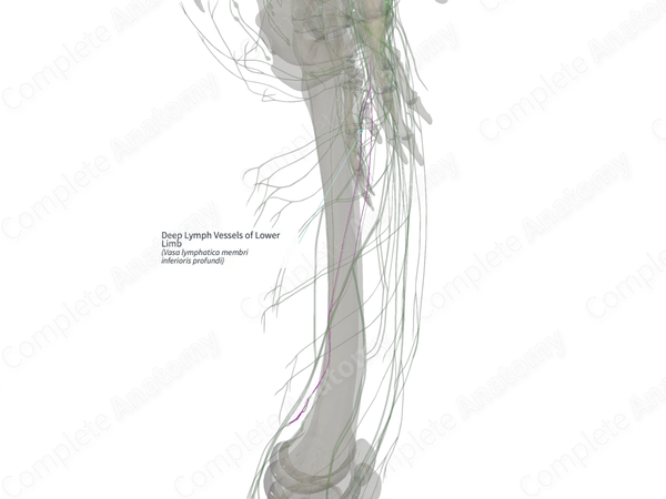 Deep Lymph Vessels of Lower Limb (Left)