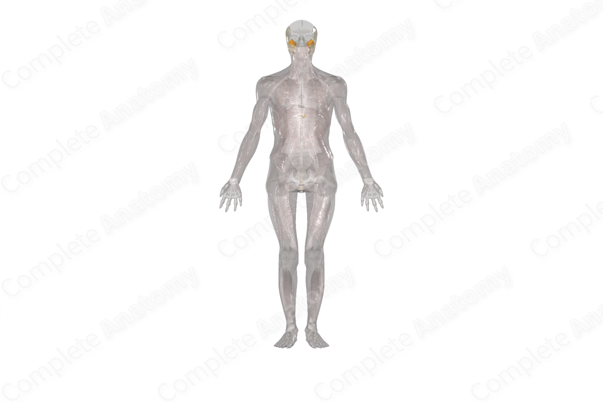 Fasciae