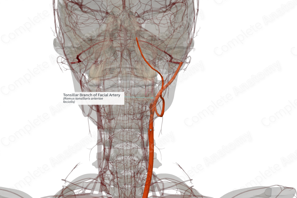 Tonsillar Branch of Facial Artery (Right)