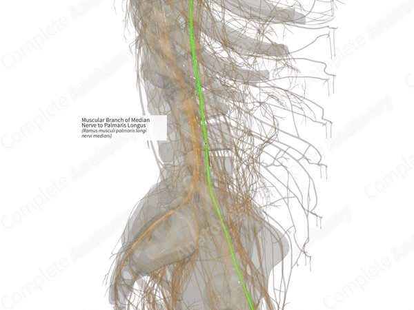 Muscular Branch of Median Nerve to Palmaris Longus (Right)