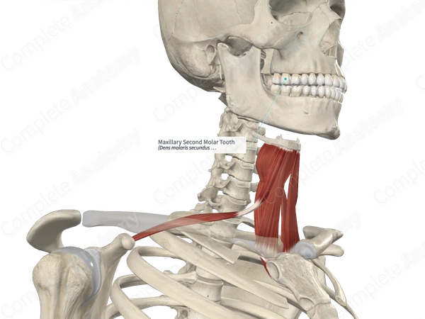 Maxillary Second Molar Tooth
