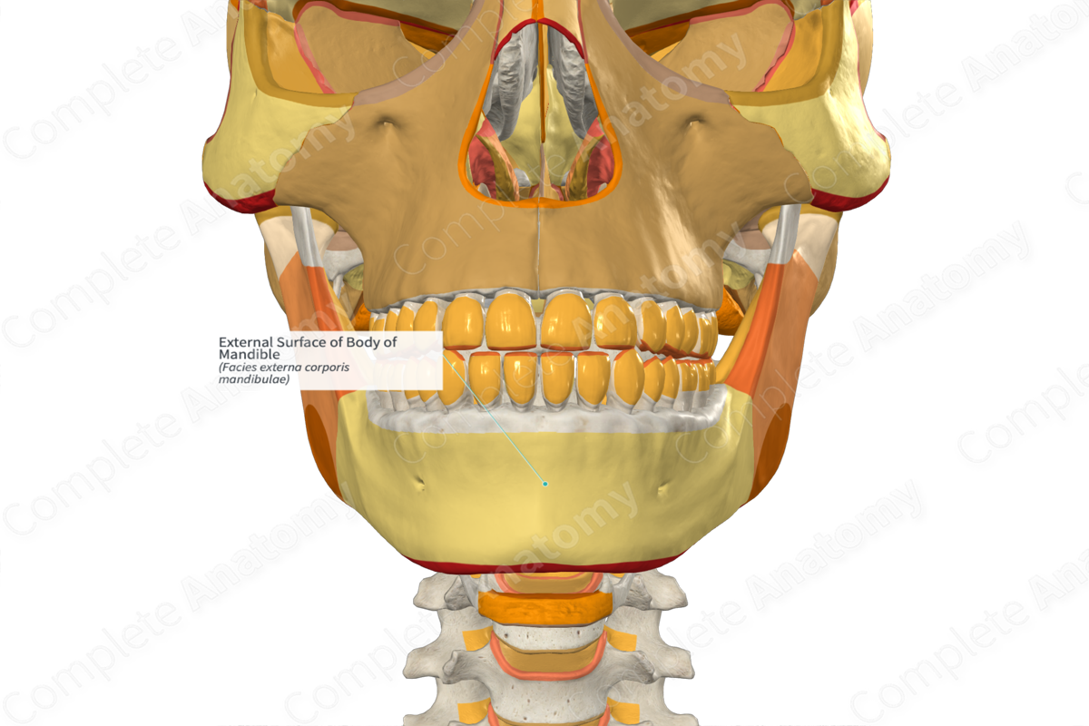 External Surface of Body of Mandible