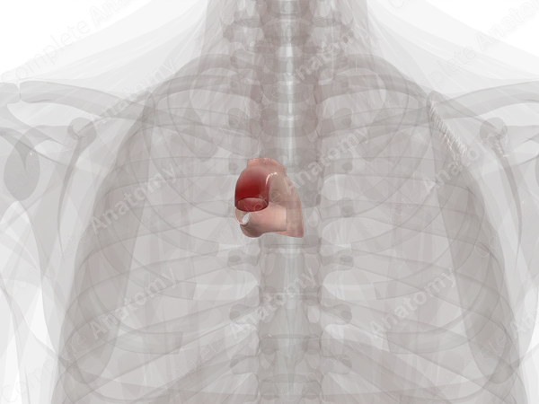 Major Arteries