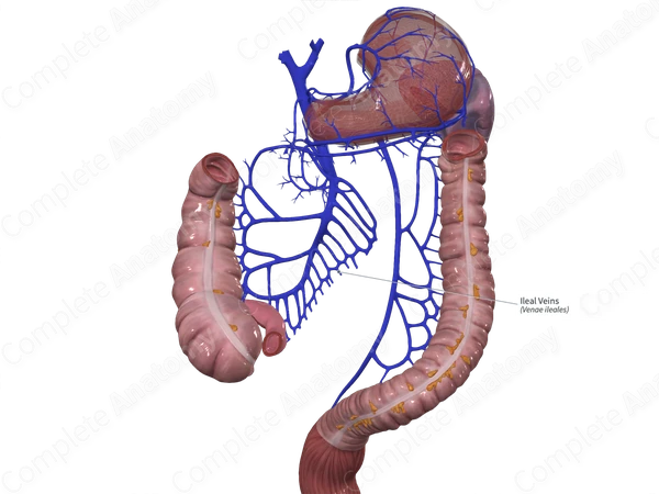 Ileal Veins