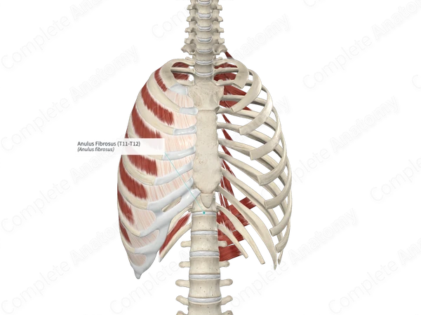 Anulus Fibrosus (T11-T12)