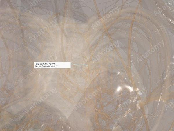 First Lumbar Nerve (Right)