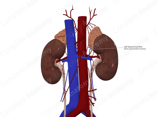 Left Suprarenal Vein