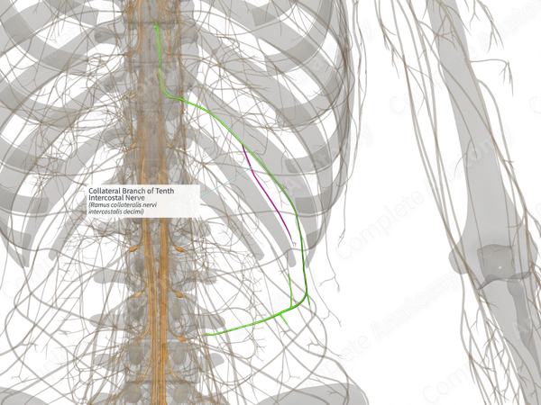Collateral Branch of Tenth Intercostal Nerve (Right)
