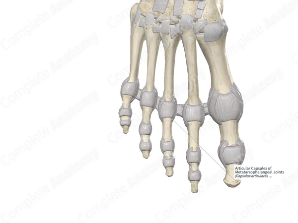 Articular Capsules of Metatarsophalangeal Joints