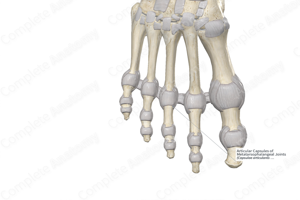 Articular Capsules of Metatarsophalangeal Joints 