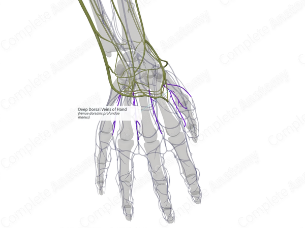 Deep Dorsal Veins of Hand (Left)