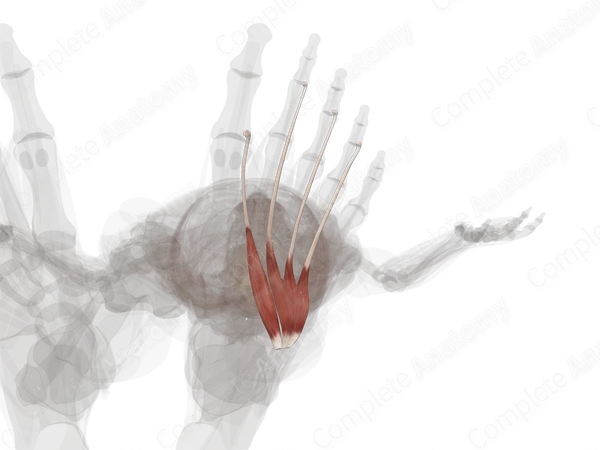 Muscles of Dorsum of Foot (Left)