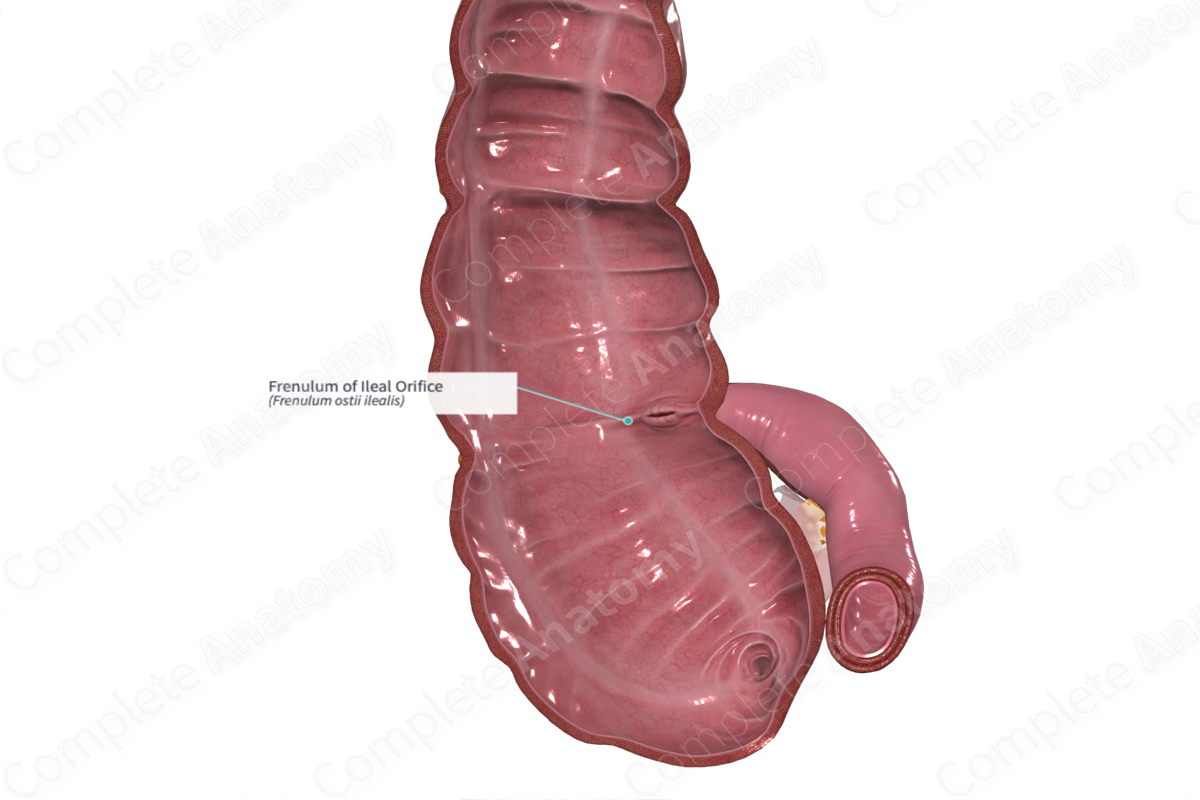 Frenulum of Ileal Orifice | Complete Anatomy