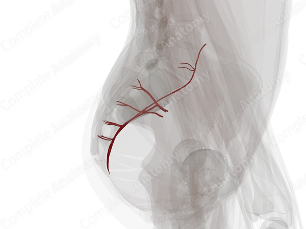 Arteries of Vertebral Column