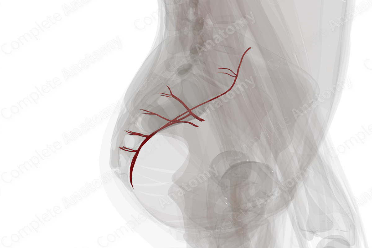 Arteries of Vertebral Column