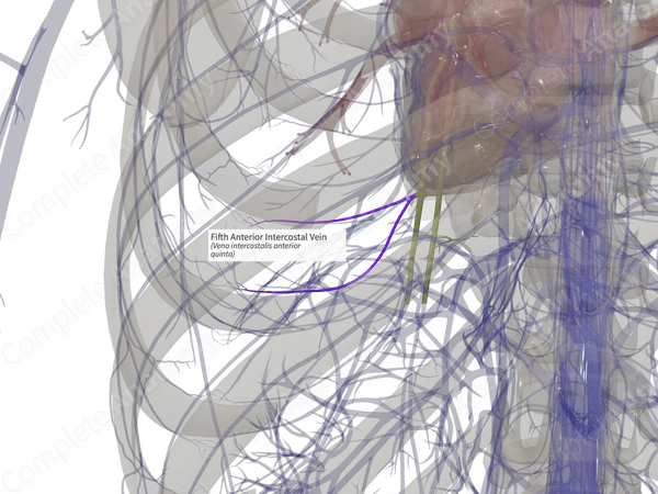 Fifth Anterior Intercostal Vein (Left)