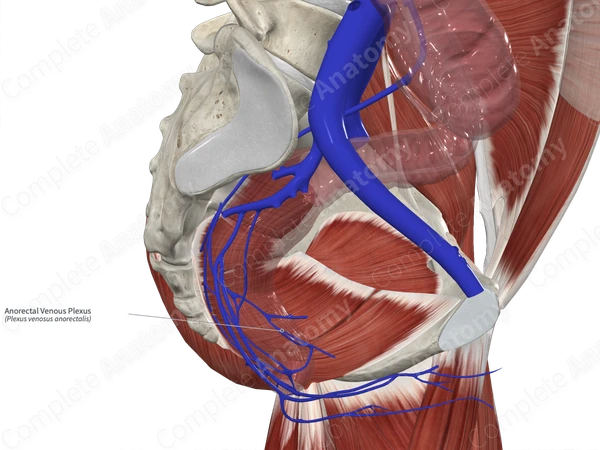 Anorectal Venous Plexus 