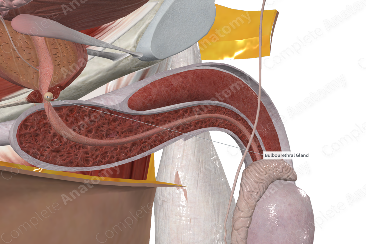 Bulbourethral Gland 