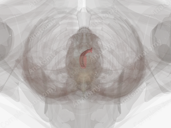 Mucosa of Esophagus