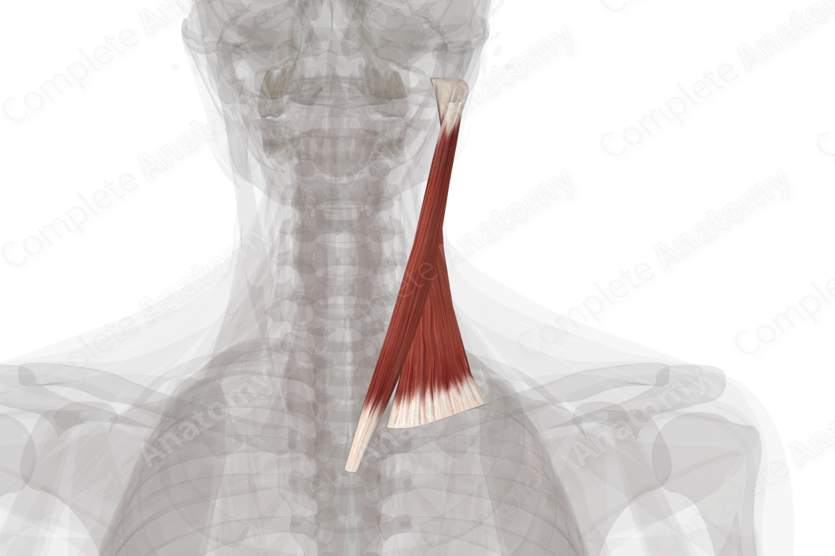 action of left sternocleidomastoid muscle