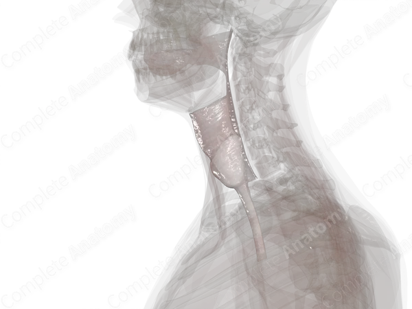 Visceral Cervical Fascia