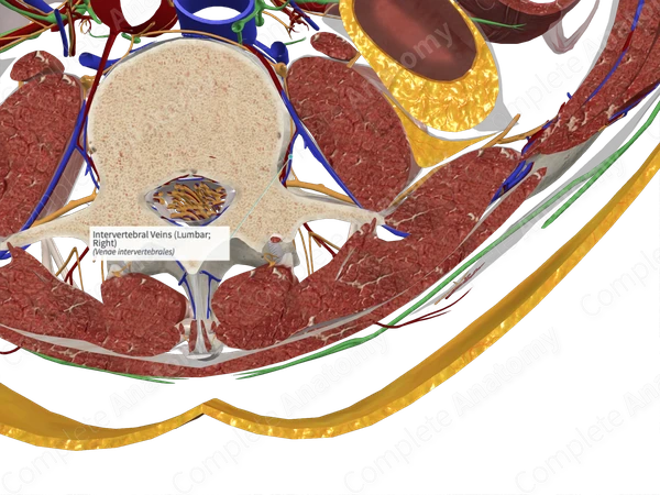 Intervertebral Veins (Lumbar; Right)