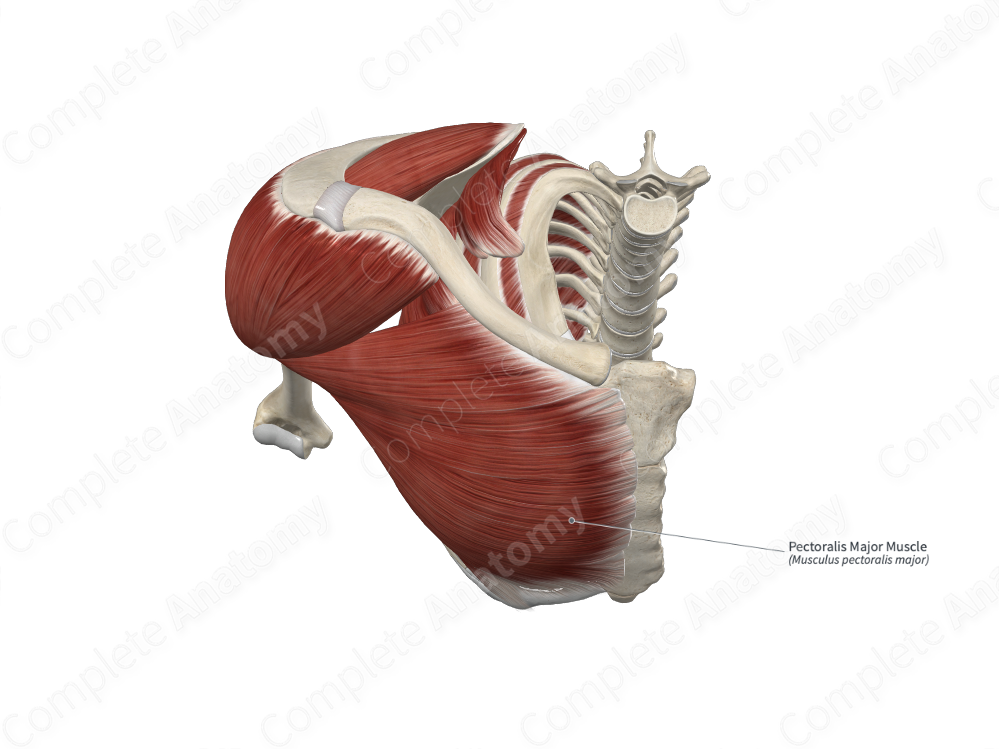 Pectoralis major muscle png images