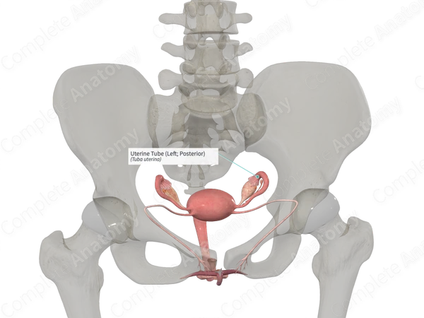 Uterine Tube (Left; Posterior)