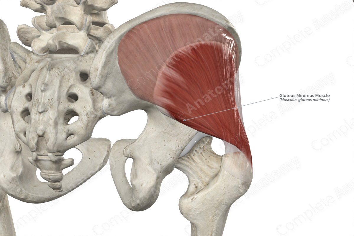 Human anatomy gluteus maximus muscle 3d Royalty Free Vector